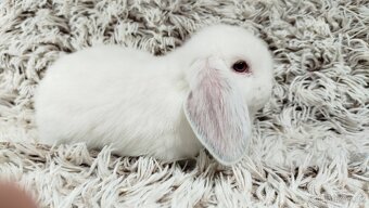 Zakrslý beránek, králíček, králík - MOLLY - 13
