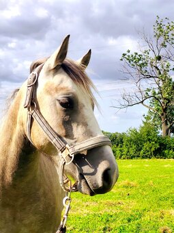 Valašek Český sportovní pony - 13