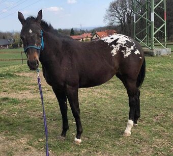 Appaloosa připouštění - 13