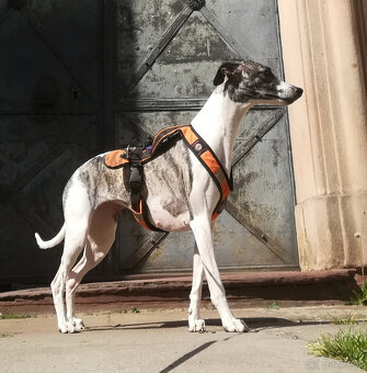 Whippet štěňátka bez PP po rodičích s PP ( FCI). - 13