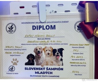 AMERICAN BULLY POCKET KRYTÍ - 13