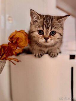 Skotská klapouchá kočka, scottish straight s PP - 13