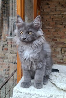 Maine coon,  mainska myvalia s PP - 13