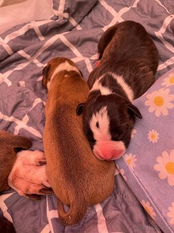 🐾 Americký stafordširský teriér – štěňátka s PP k rezervaci - 13