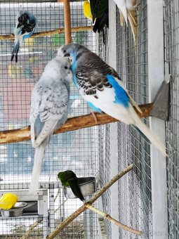 Andulka vlnkovaná 2025 po výstavních rodičích - 13