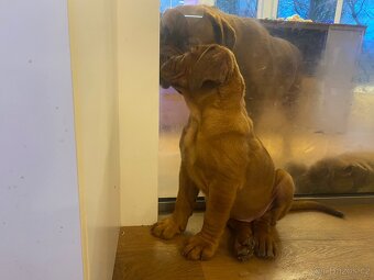 Bordeauxska doga s PP - 13