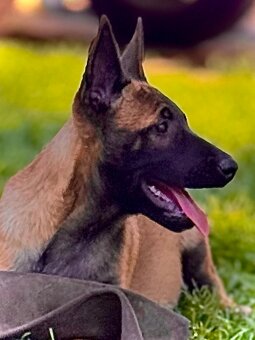 BELGICKÝ OVČÁK MALINOIS - ŠTĚŇATA S PP - 13