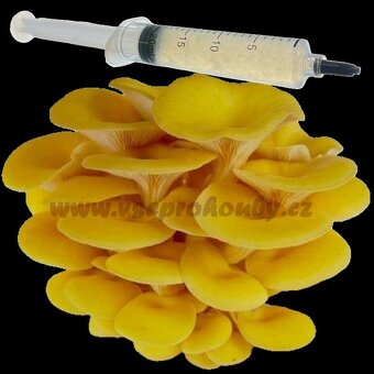 Sadba - Hlíva ústřičná, plicní, modrá, růžová, královská - 13