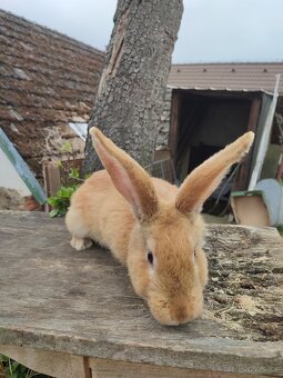 Prodej chovných samců - 13