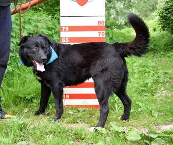 CHICAGO K ADOPCI - 3 ROKY, KONTAKTNÍ, HRAVÝ, AKTIVNÍ - 13