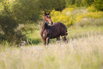 ČT hřebeček 2025 - Možnost splátek - 13