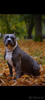 American Bully Standard - 13