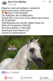 Quarter horse 2,5 roku . - 13