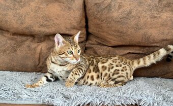 Bengálský kocourek / kotě s PP - 13