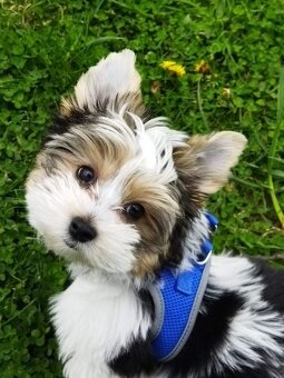 Biewer jorkšírský teriér krytí, připuštění - 13