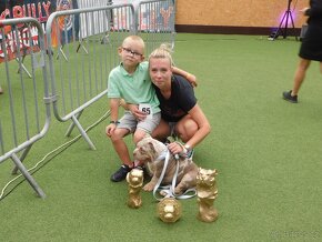 Štěňata American Bully Pocket Exotic -Top linie - 13