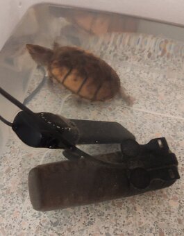 Akvárium - terárium + želva. - 13