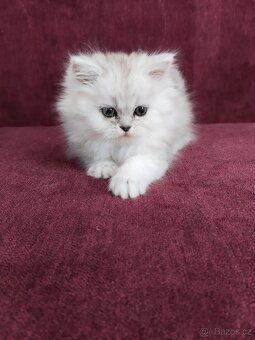 Perská koťátka - 13