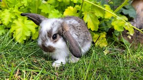 Zakrslý králík, zakrslý králíček beránek - 13
