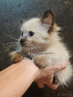 Na prodej Ragdoll koťátka - 13