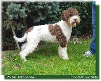 Lagotto romagnolo s PP (italský vodní pes) - 13