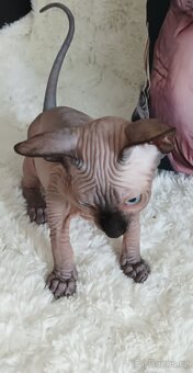 Kanadský sphynx - 13