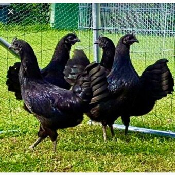 Ayam Cemani kuřátka - 13
