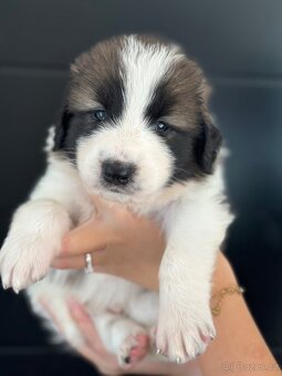 Tornjak s PP poslední 2 štěňátka - 13