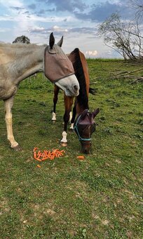 Všestranný valach - 13