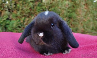 Zakrslý beránek, králíček, králík - DAN - 13