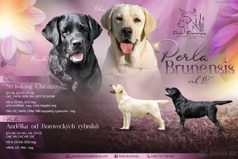 ŠTĚŇATA - LABRADORA - LABRADORSKÉHO RETRIEVERA S PP - 13