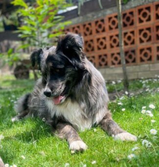 Border kolie - 13