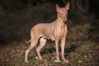 Peruánsky a Mexický naháč - 13