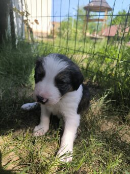 Border kolie - 13