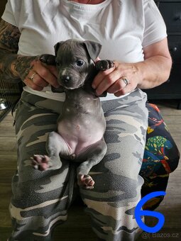 Štěňátka Pitbulla prodám - 13