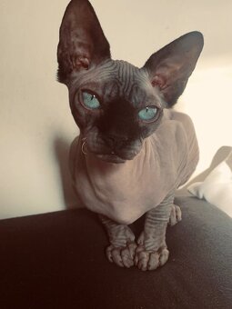 Prodám kočky sphynx - 13