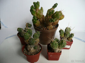 Mrazuvzdorné opuncie - 13