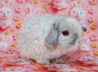 zakrslí beránci - 13