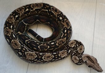 Boa imperator - DH Leopard VPI T+ Albino - 13