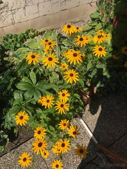 Trvalky a víceletky-LEN OSOBNÝ ODBER BRNO - 13