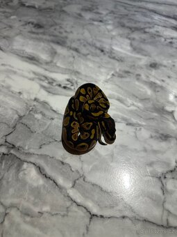 Krajta Královská Python regius Volná mláďata :) - 13
