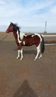 Prodám valacha  american paint horse - 13