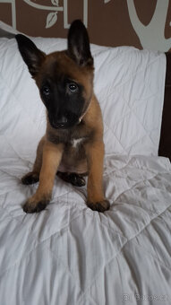 Belgický ovčák malinois bez PP - 13