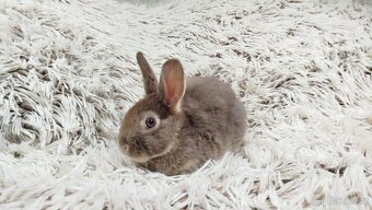 Zakrslý králík, králíček -(REX)-DAMIAN - 13