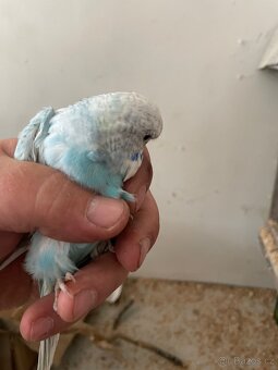 Andulka- Mláďata na ochočení - 13