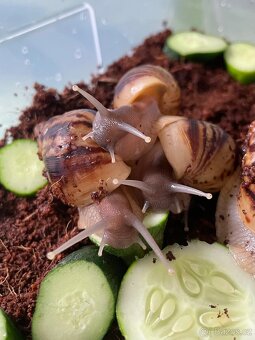 Oblovka síťkovaná (Lissachatina reticulata) 🐌 - 13