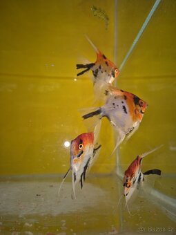 Prodej akvarijních ryb - 13