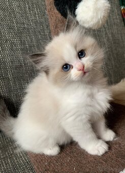 ❤️🌟Nádherná kočička Ragdoll s PP - 13