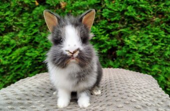 Zakrslý králík, králíček-(lvíček)-TIMMY - 13