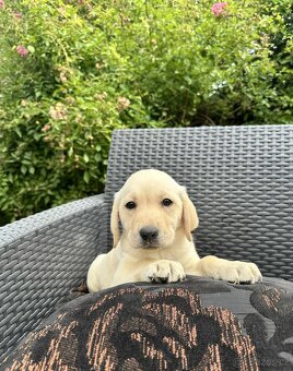 štěňata labrador a Bílá Fenka – připravena k odběru - 13